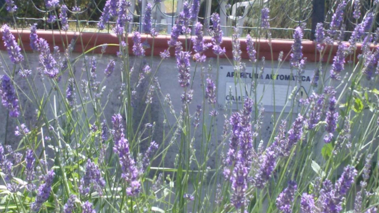 Amor Di Lavanda Чинголі Номер фото